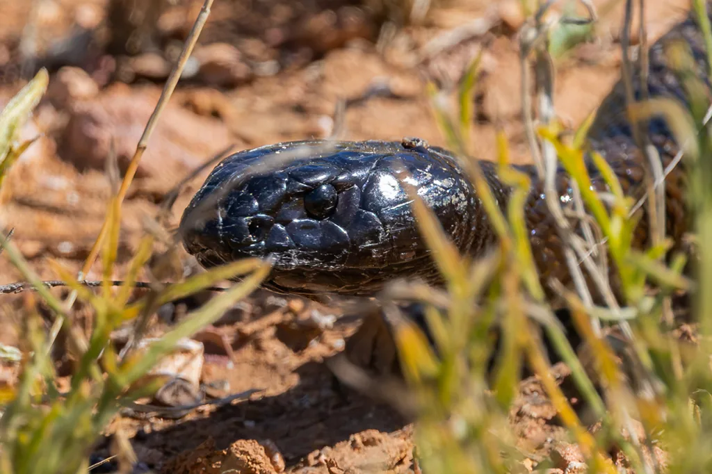 Veja o ranking das cobras mais venenosas do mundo e do Brasil