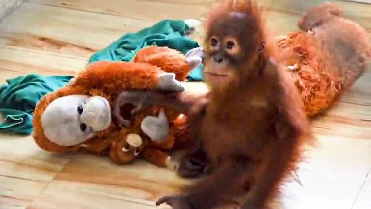 Three persons detained in connection with rescue of orangutans in Odisha