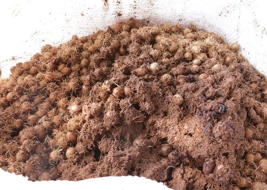 Caroço de açaí vira nanofertilizante e eleva crescimento do sorgo em 164%