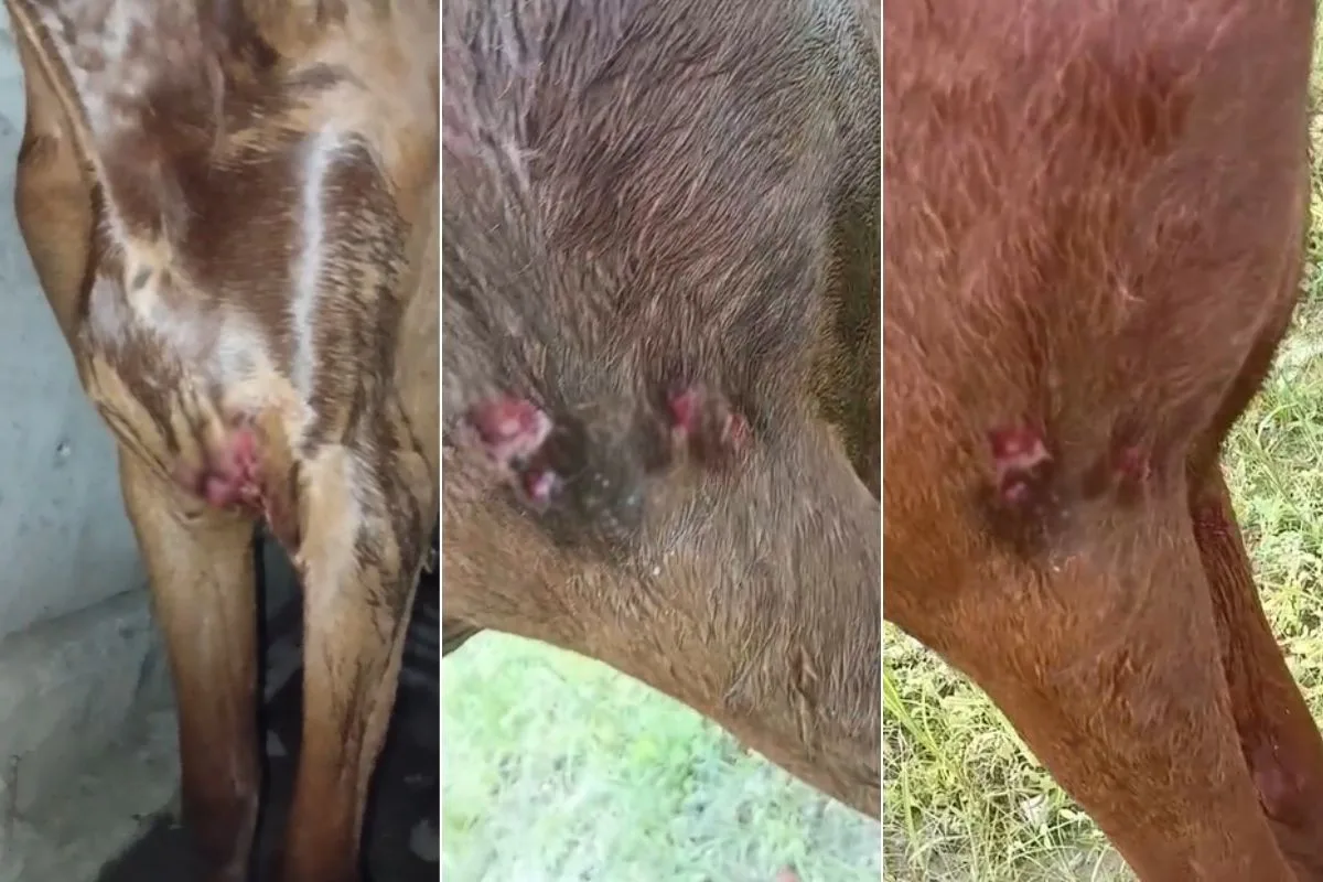 Pit bull ataca égua que levou tutor de charrete para entregar currículo: 'Rasgou o peito'; VÍDEO