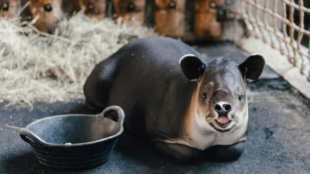 Aus Mittelamerika nach München: Neue Tierart im Tierpark Hellabrunn: Erster Tapir zieht ein