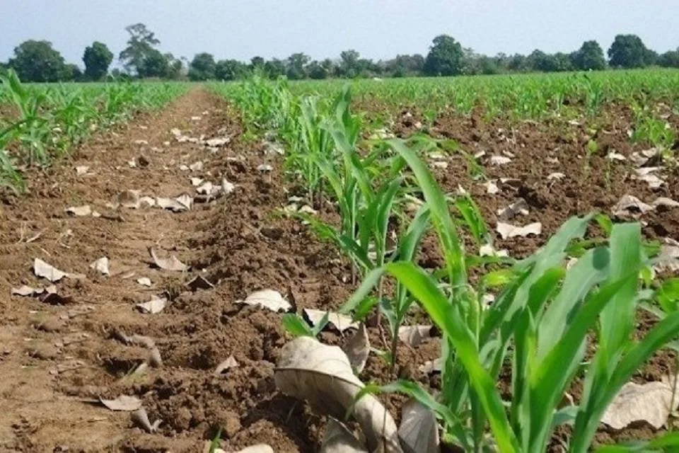 Pésimo estado de vías agrícolas pone en riesgo la cosecha de maíz en Guárico