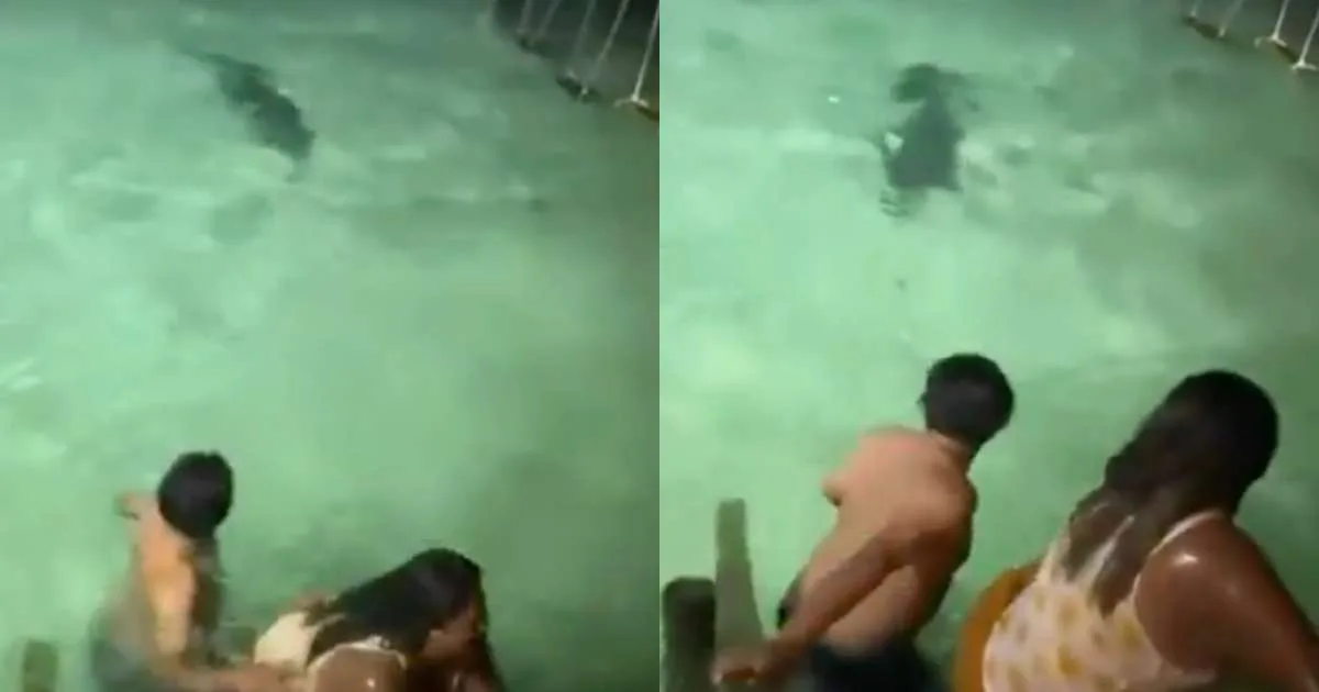 Susto! Turistas são surpreendidos e escapam de crocodilo 'no último segundo' durante banho noturno em Belize