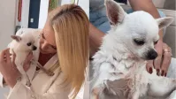 Famosos apoiam Angélia após sua cachorra receber diagnóstico: “Sem chão”