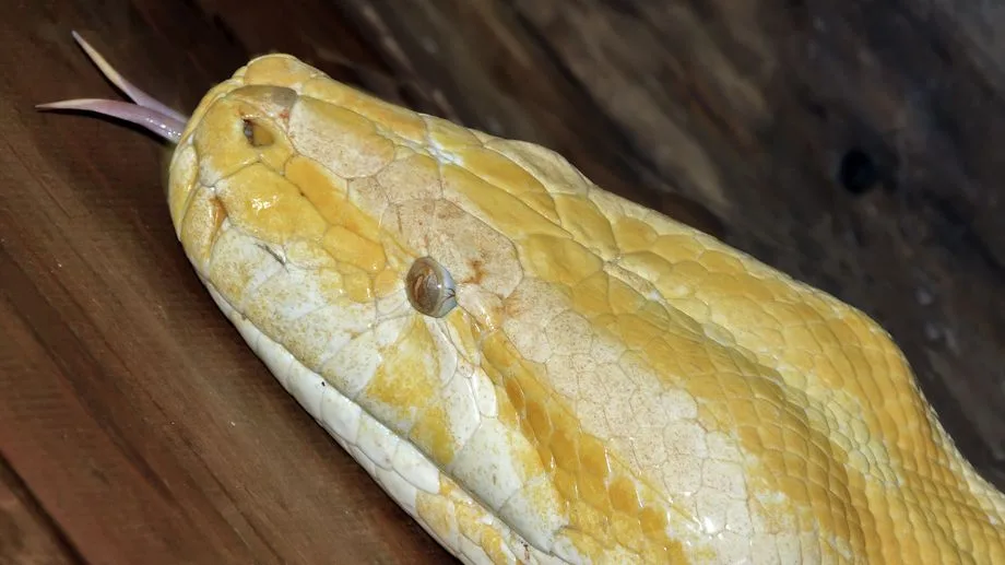 Un serpent de type boa s’est échappé à Saint-André-de-Sangonis, la municipalité appelle à la vigilance