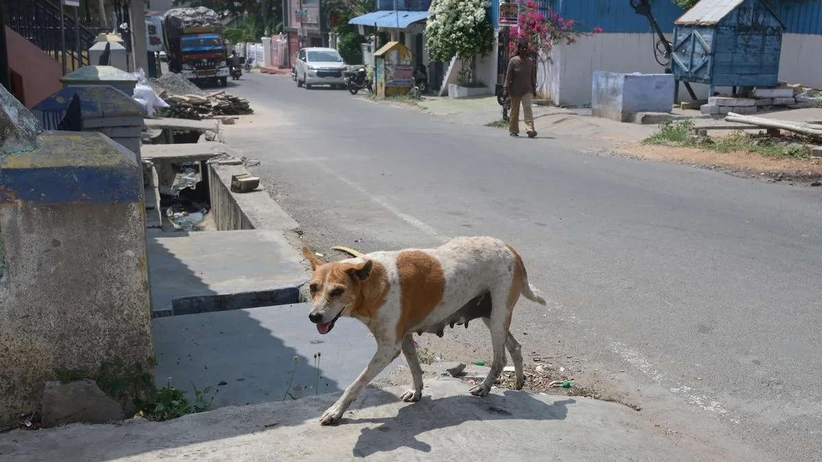 Residents ask Sankari Municipality to control stray dog populaition
