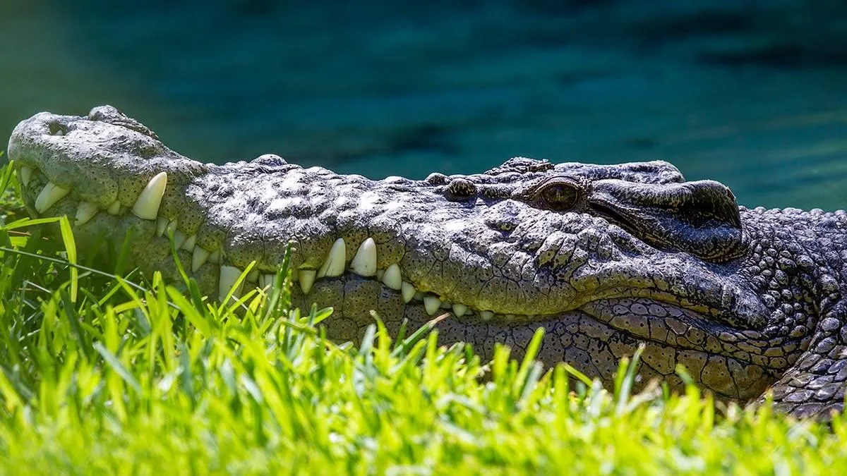 Teens charged with striking crocodile with metal pole at Perth Zoo