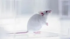 Part-human part-mouse brain developed in science breakthrough