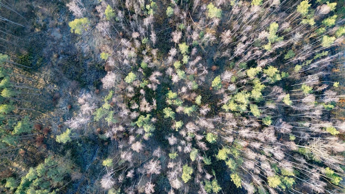 Zustand der Wälder: Wenig Regen setzt Sachsens Bäumen erneut zu