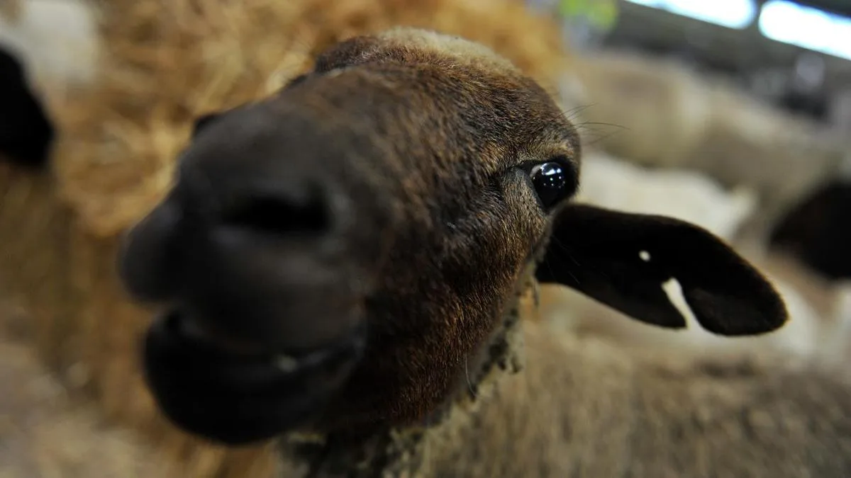 Missing sheep worth almost $2m sparks police probe