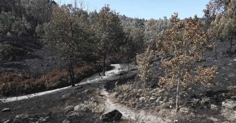 Faixas anti-incêndio urgentes no Alto Minho