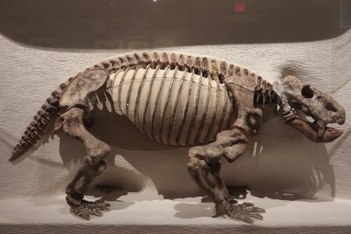 Un fósil hallado hace seis décadas en Tanzania reordena la cronología de los primeros dinosaurios
