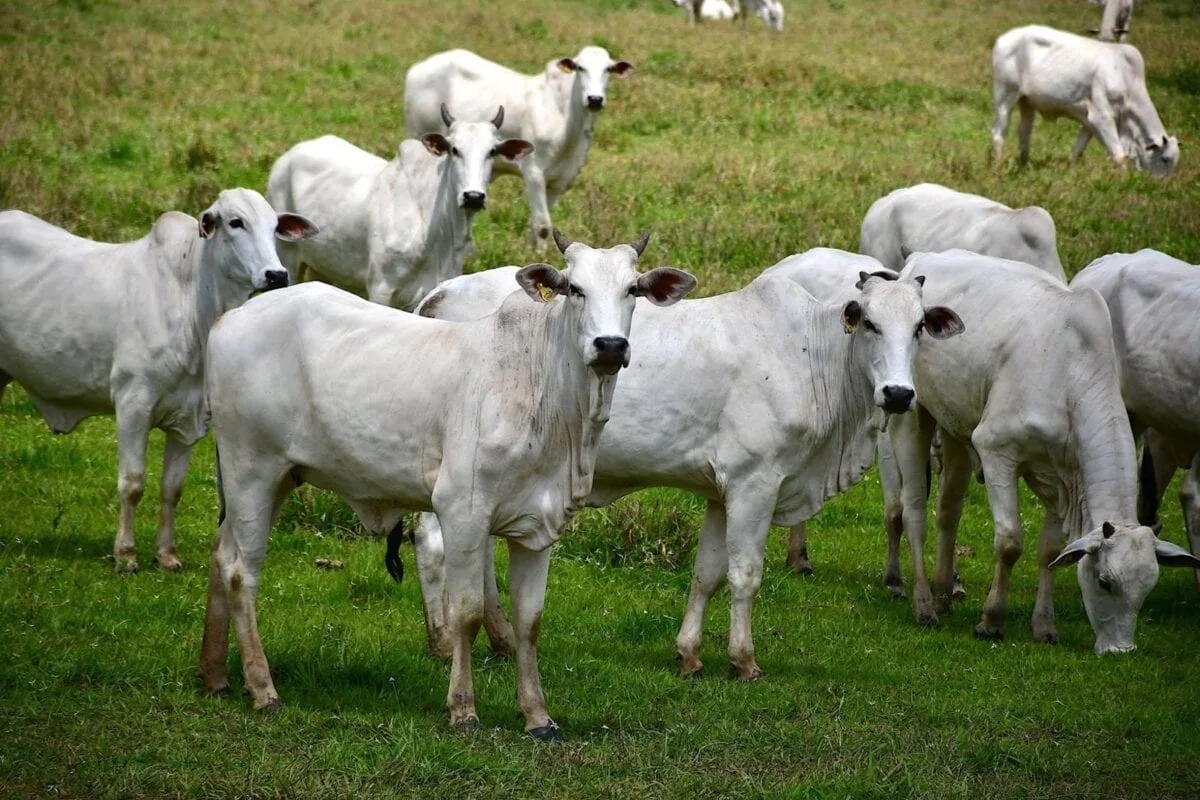 Querem exportar o boi e deixar no Acre o prejuízo da evasão fiscal e da carne mais cara