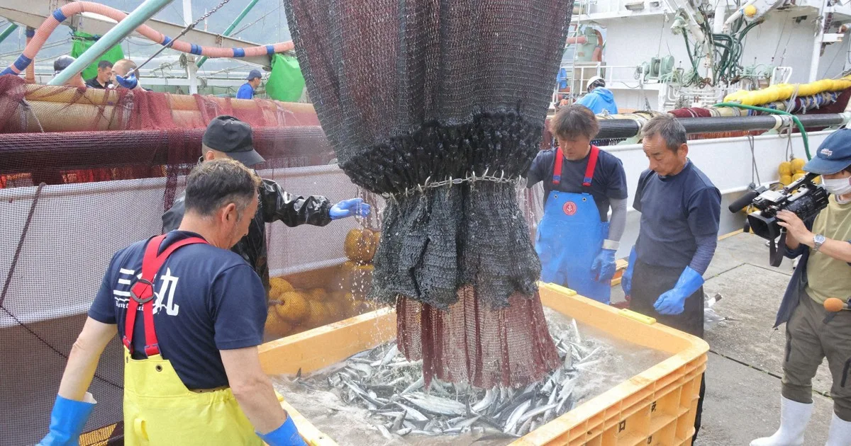 サンマ初水揚げ 大ぶりも漁獲量は昨季の15％弱 岩手・大船渡