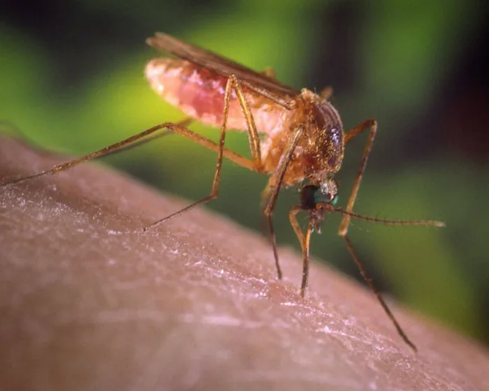 ‘A living hell’: how Los Angeles got taken over by mosquitoes