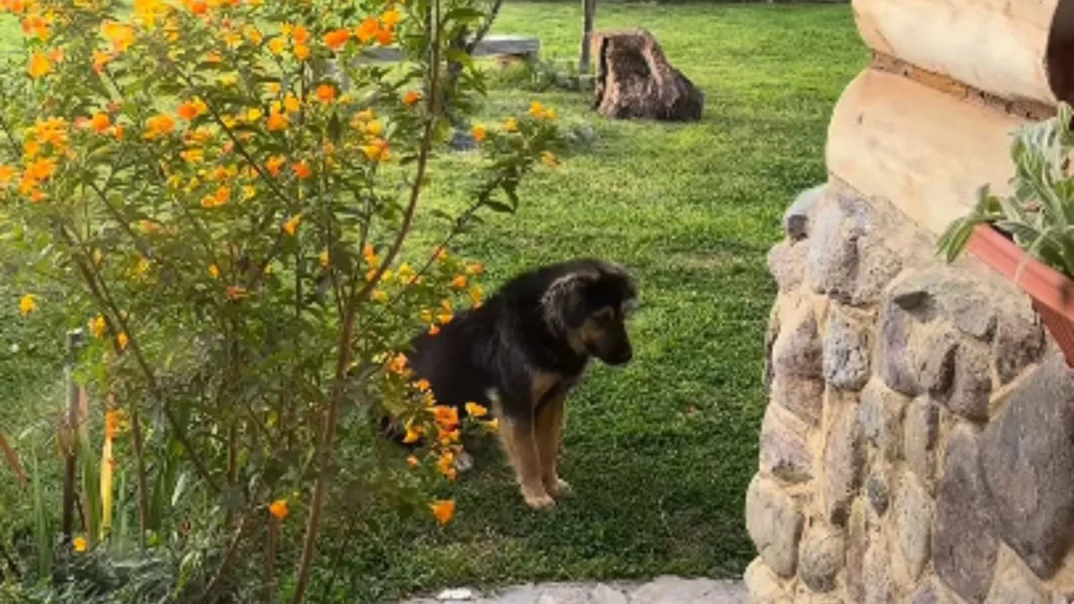 Cão que vivia nas ruas teme ser deixado para trás quando uma viajante prepara a viagem, mas ela voltou ao Peru especificamente para levá-lo para casa