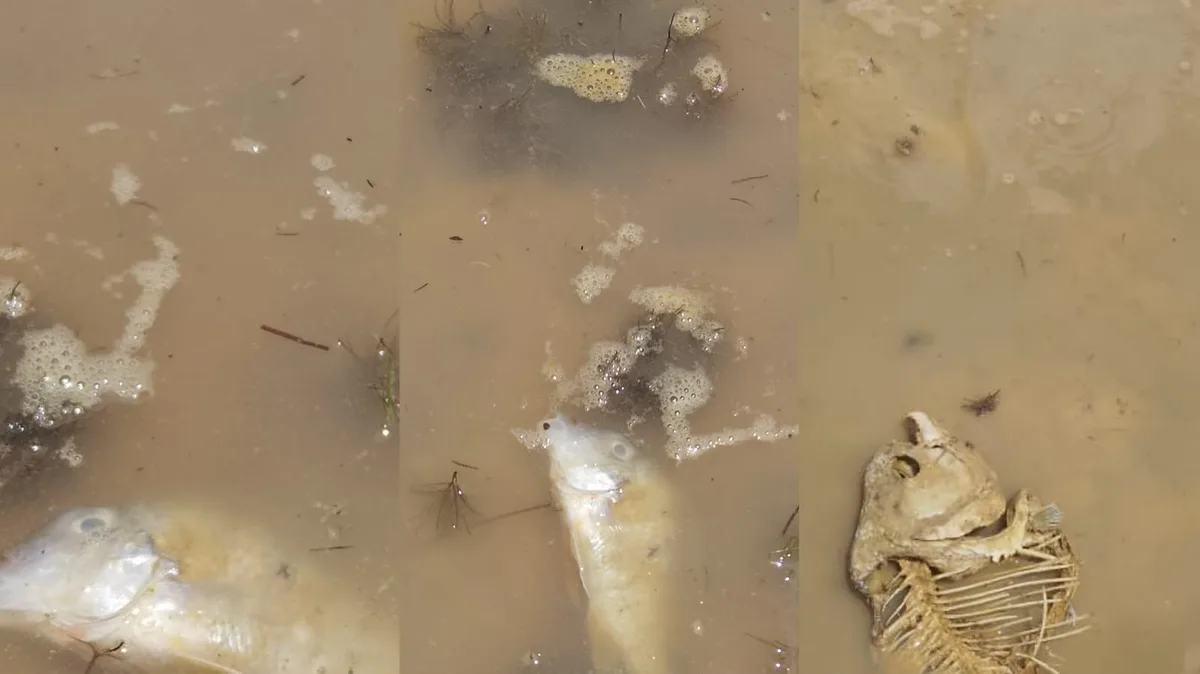 Seca no interior do Amapá isola comunidades e compromete renda de pescadores após morte de animais