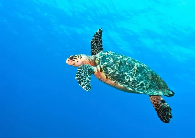 Naufragé en mer après une tempête, un pêcheur mexicain survit en mangeant des tortues