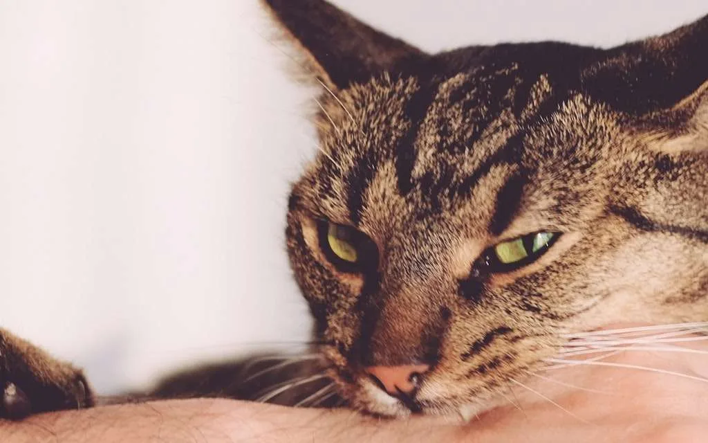 « Morsures d’amour », queue qui fouette : ce que votre chat essaie réellement de vous dire