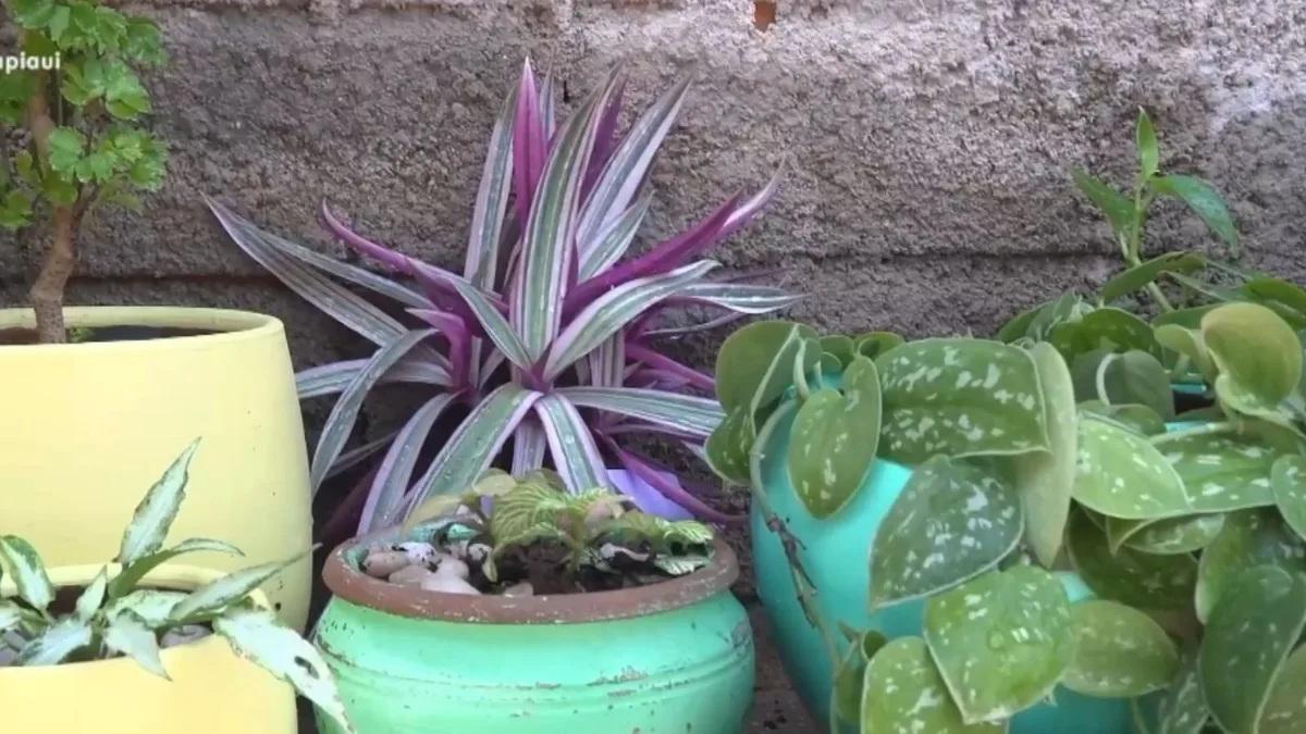 Temperaturas podem chegar a 41°C no Piauí nos próximos dias; plantas ajudam a aliviar o calor