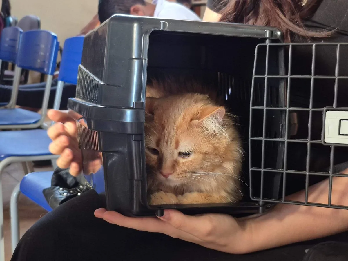 CCZ suspende distribuição de senhas para castração de gatos no feriado