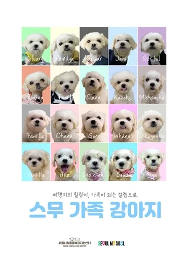 "이제 행복할 일만"…구조된 댕댕이 20마리 공개입양