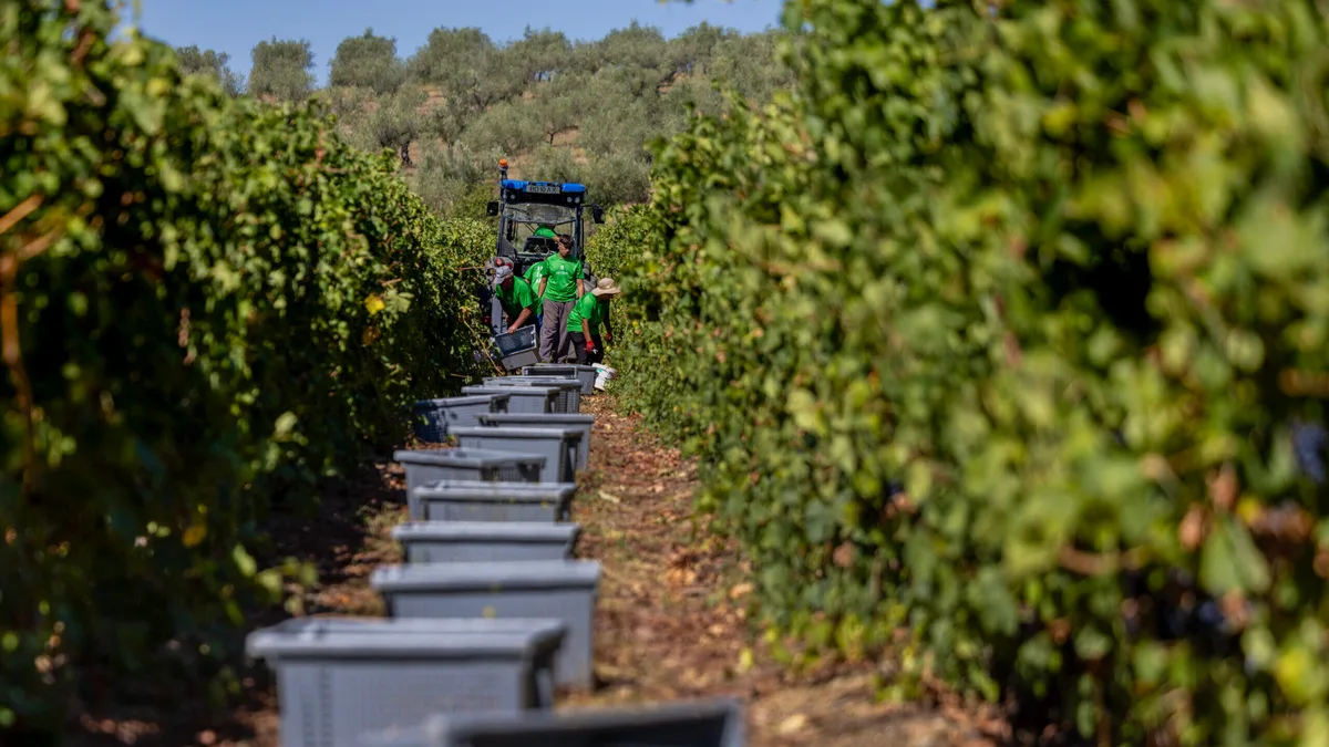 Setor do vinho recebe nova linha de crédito para aliviar pressão dos stocks
