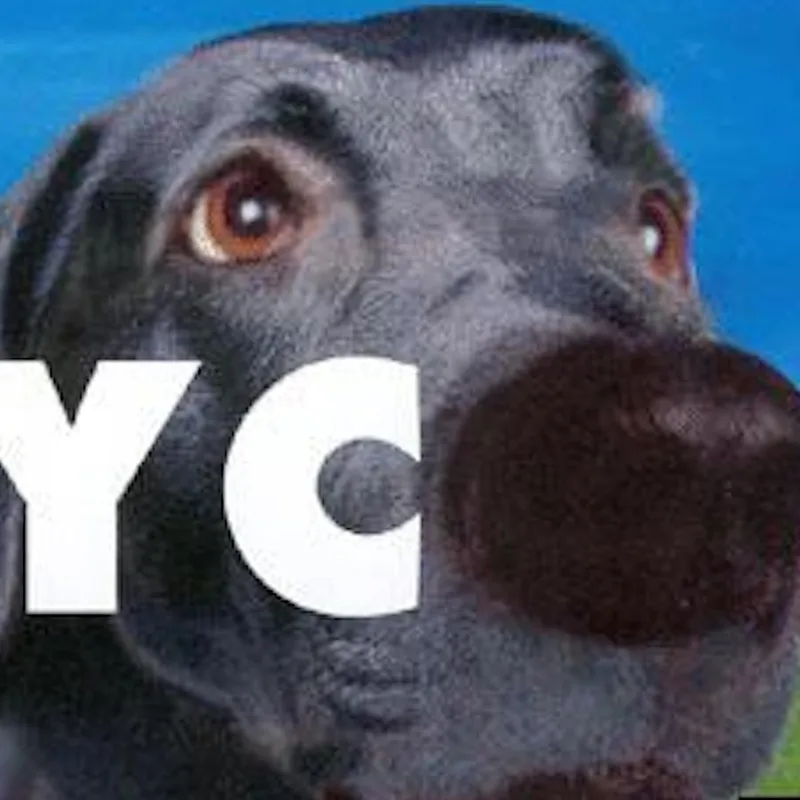 Actualité : "On n'avait pas prévu que ça aille aussi vite" : Lycos.fr est de retour, déjà des milliers d'inscrits