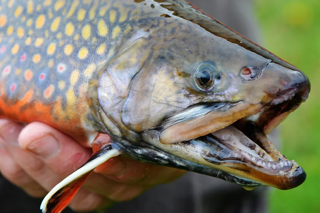 Como peixes “supermachos” eliminam espécies invasoras em rios dos EUA