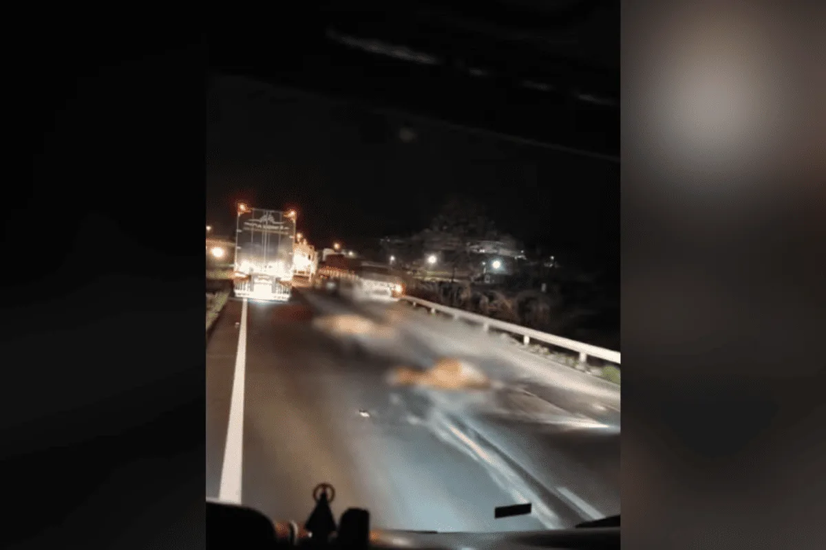 Cavalos invadem rodovia e morrem atropelados no interior de SP
