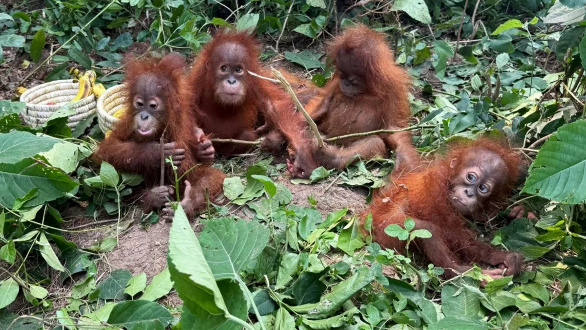 Allein in der Wildnis: Fünf junge Orang-Utans ohne Muttertier in Indien gefunden