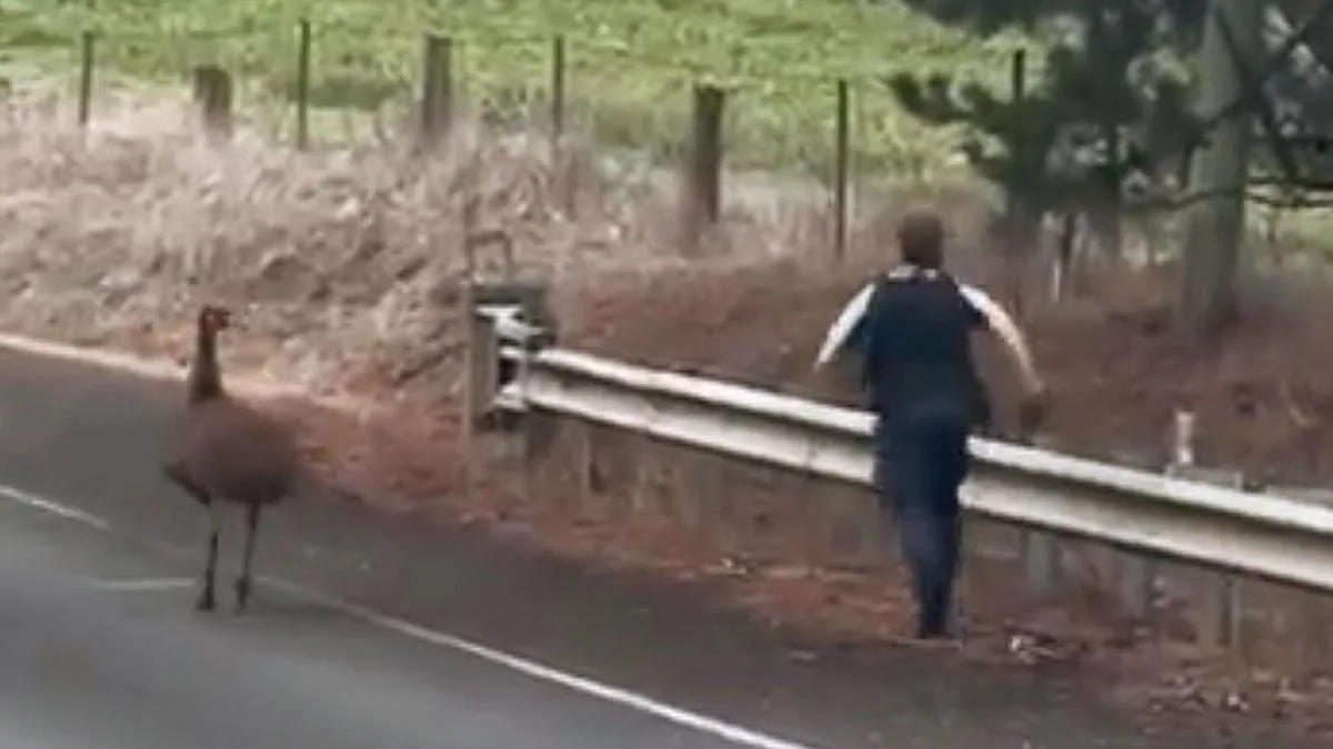 New South Wales Police go viral after sharing hilarious video of officer pursuing emu on country road