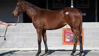 Hija de semental ganador en la Breeders’ Cup correrá este domingo en La Rinconada