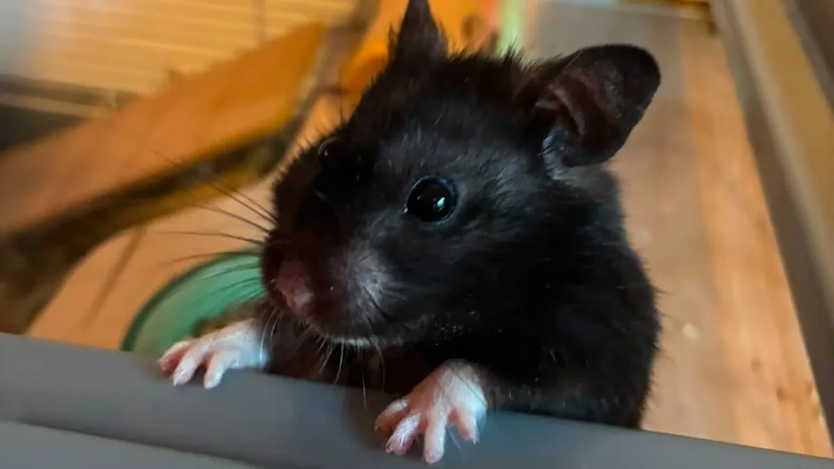 Hamster que corre 70 km por semana na rodinha faz sucesso no Strava