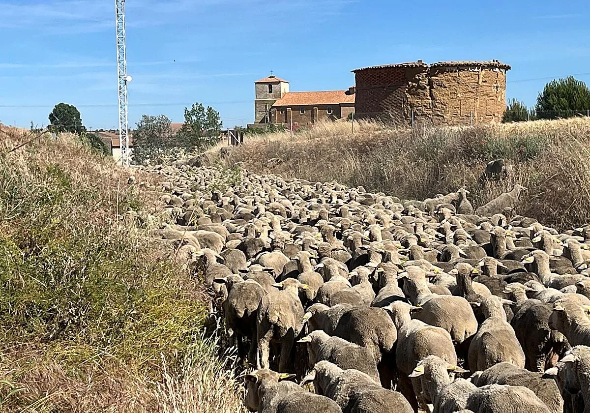 Los ganaderos trashumantes reivindican su papel «abriendo cortafuegos»