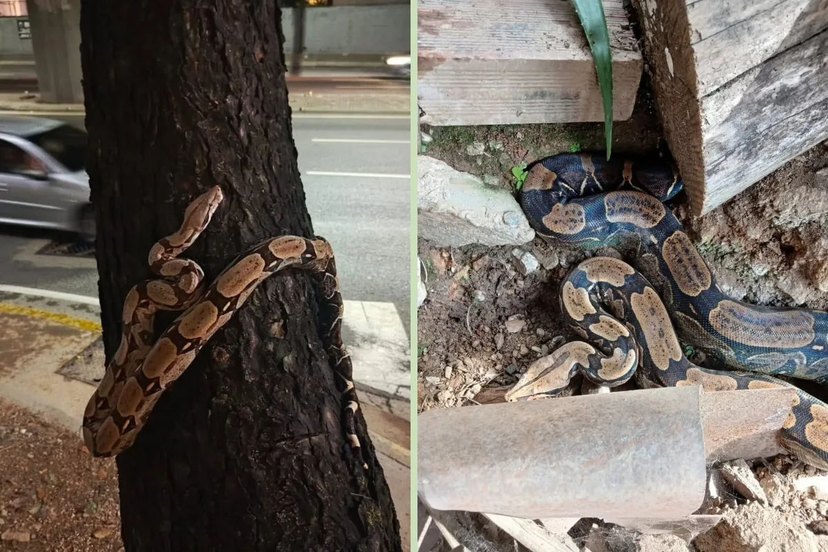 Dos boas constrictoras aparecieron en zonas residenciales de Baruta en apenas tres días (VIDEO)
