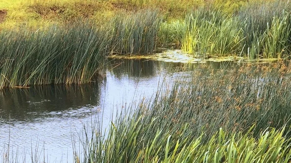 Creature dubbed 'Syracuse Figure' spotted in New York: Is it Bigfoot or an elderly skinny-dipper?