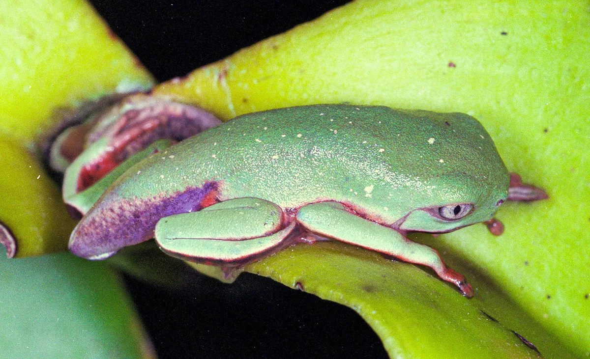 Vírus letal reduz em 83% população de pererecas em reserva da Mata Atlântica