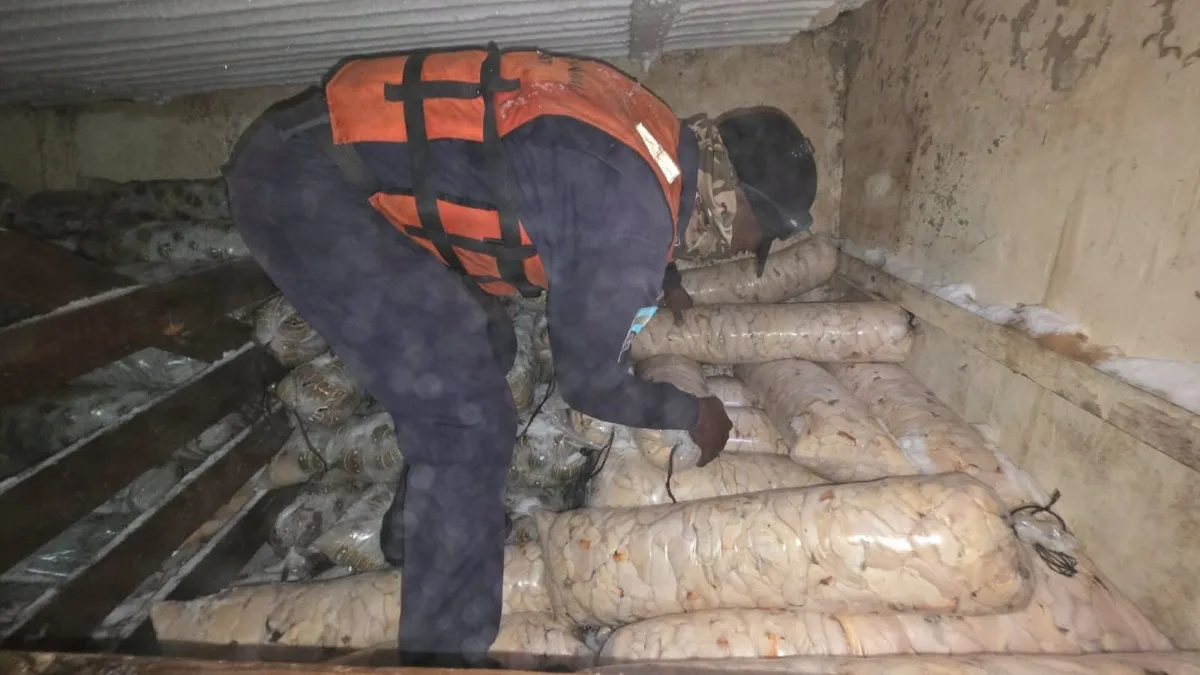 Fuerzas Armadas de Honduras hallan 1.000 libras de caracol en veda y rechazan soborno de L80 mil