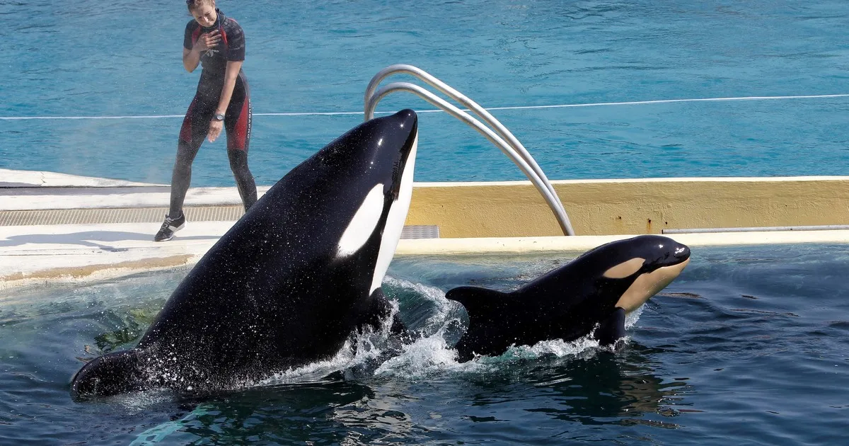 Wikie y Keijo, las dos orcas de Marineland, serán trasladadas a Loro Parque pese al informe desfavorable de la autoridad científica española