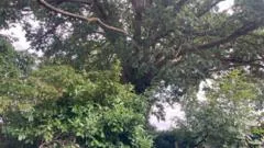 Preservation order protects 300-year-old oak