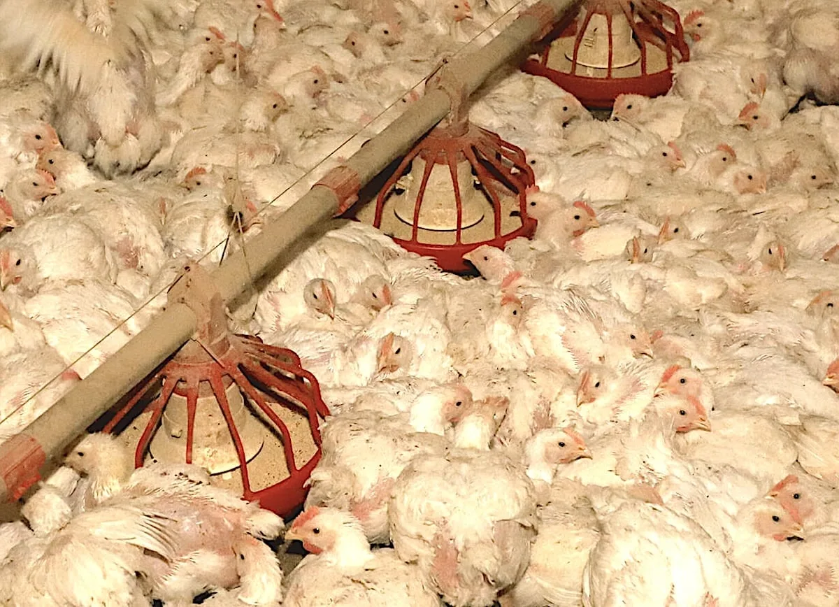 Frango cai, milho e farelo sobem e apertam margem do avicultor