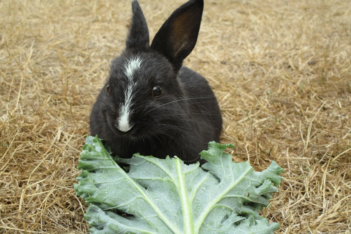 O que coelho não pode comer? Veja 7 alimentos perigosos para esse animal