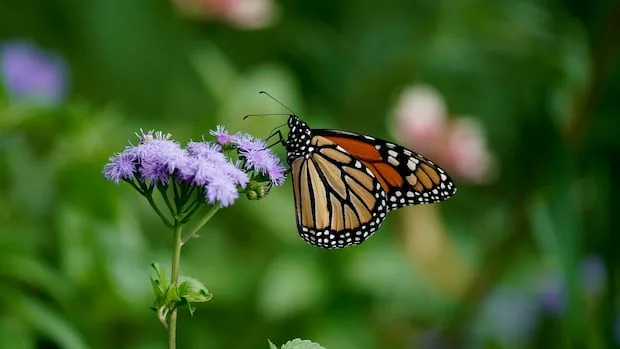 Endangered monarch butterflies boom amid wet hot Canadian summer on the Prairies