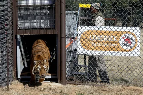 After dramatic rescue, activists demand action against big cat ownership