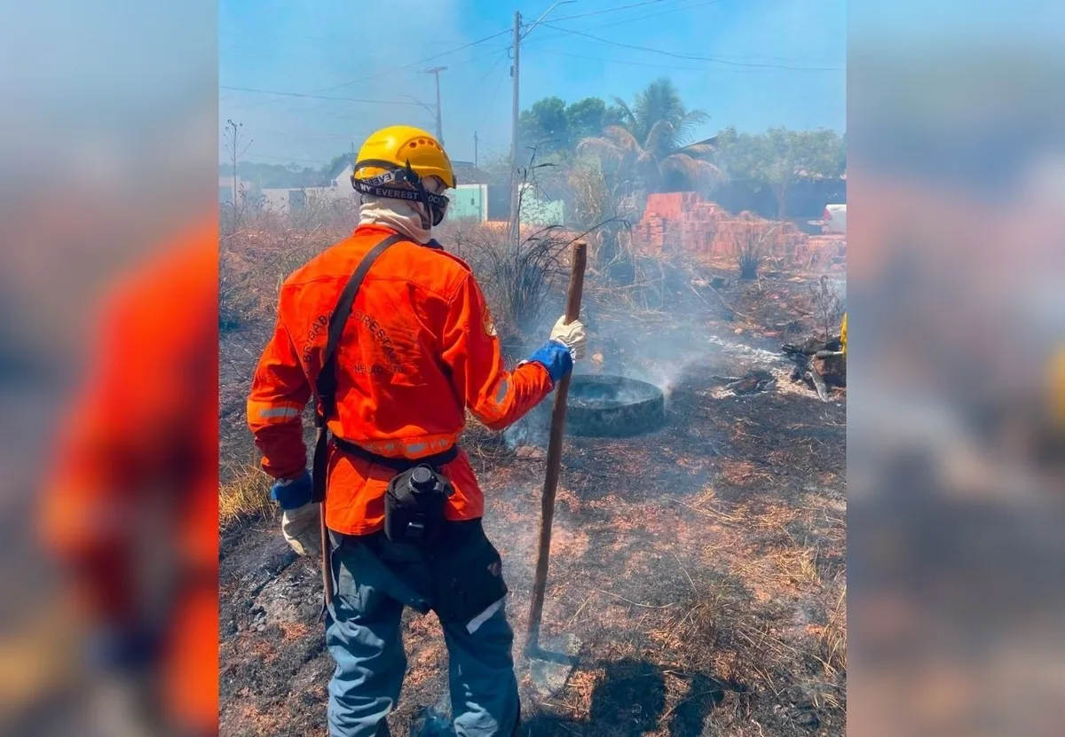 Filhote de cachorro é encontrado carbonizado após queimada em terreno baldio no TO