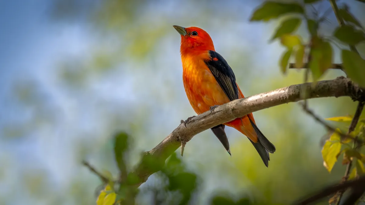 Qual pássaro tem o canto mais bonito? Estudo revela