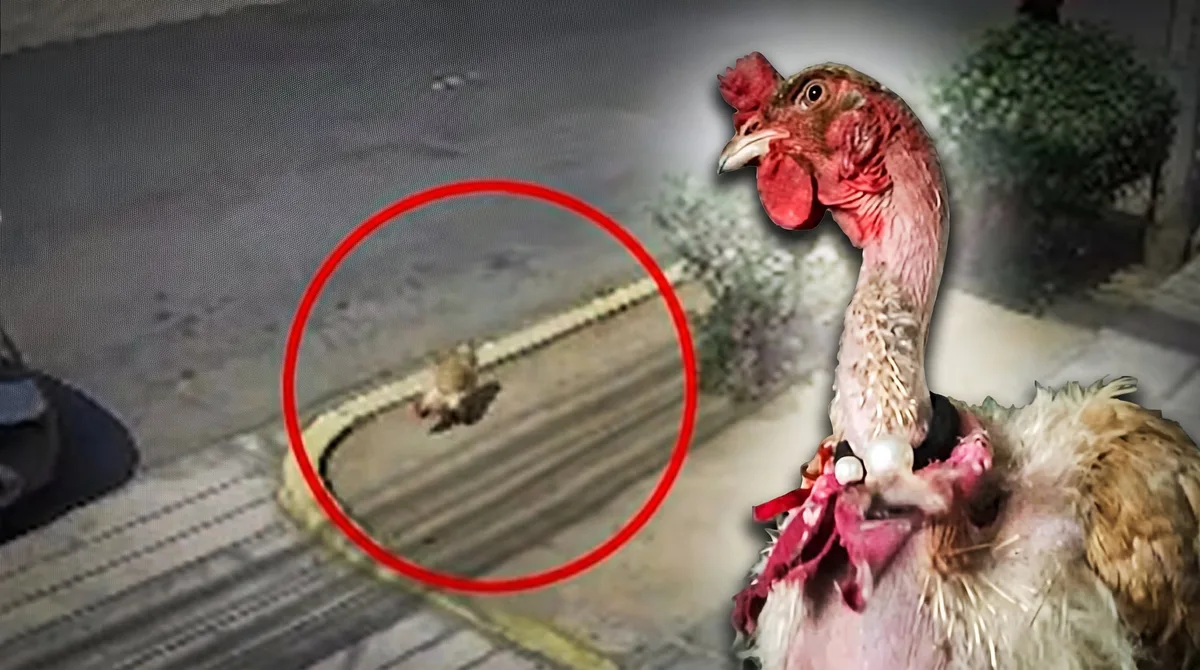 Familia ofrece recompensa por encontrar a Tableta, su gallina mascota desaparecida en Trujillo