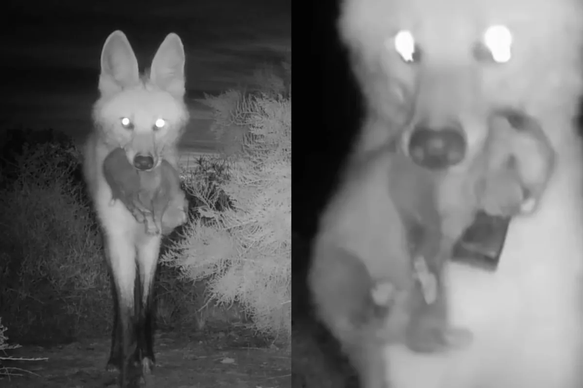 Video: nacieron cuatro cachorros de aguará guazú en un parque nacional de Córdoba