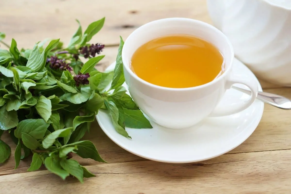 Para que serve o chá de manjericão? Veja 5 receitas e os seus benefícios